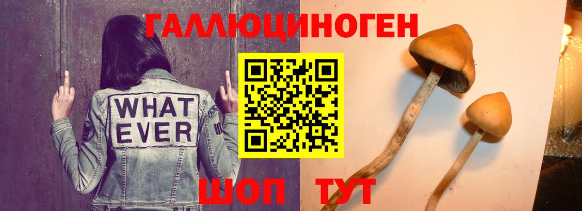 Галлюциногенные грибы прущие грибы Сокол